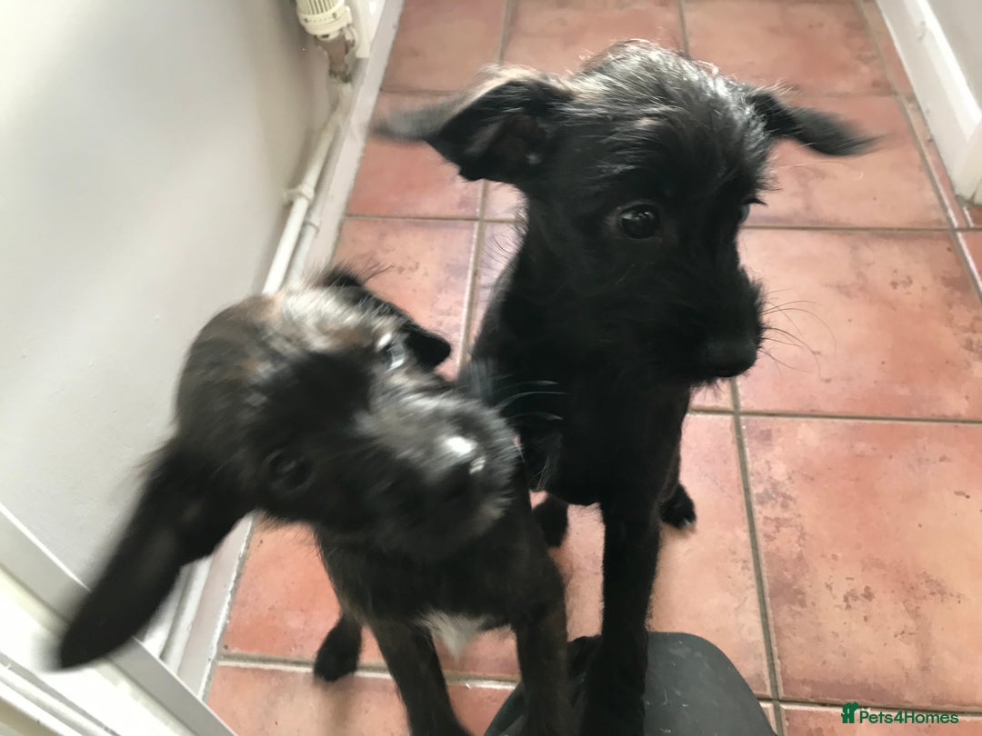 Mixed Breed dogs for sale: Bedlington whippet Italian grayhound x  - Advert 16