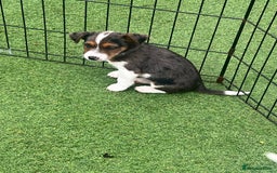 Jack Russell dogs for sale: Beautiful Jack Russell puppies  - Image 6