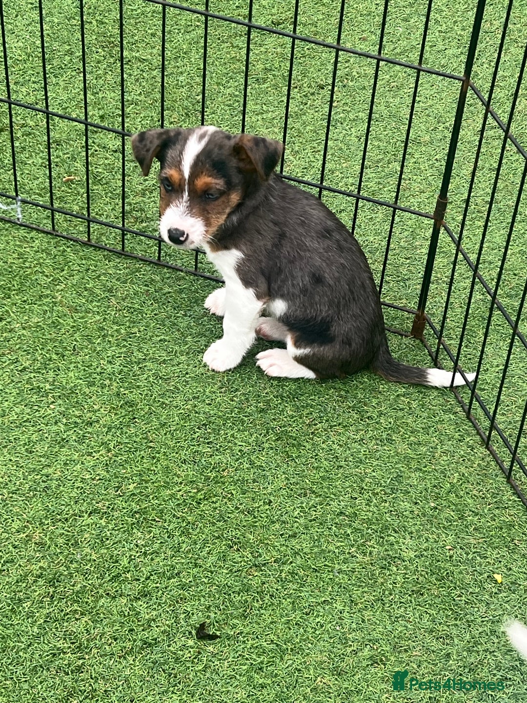 Jack Russell dogs for sale: Beautiful Jack Russell puppies  - Image 6