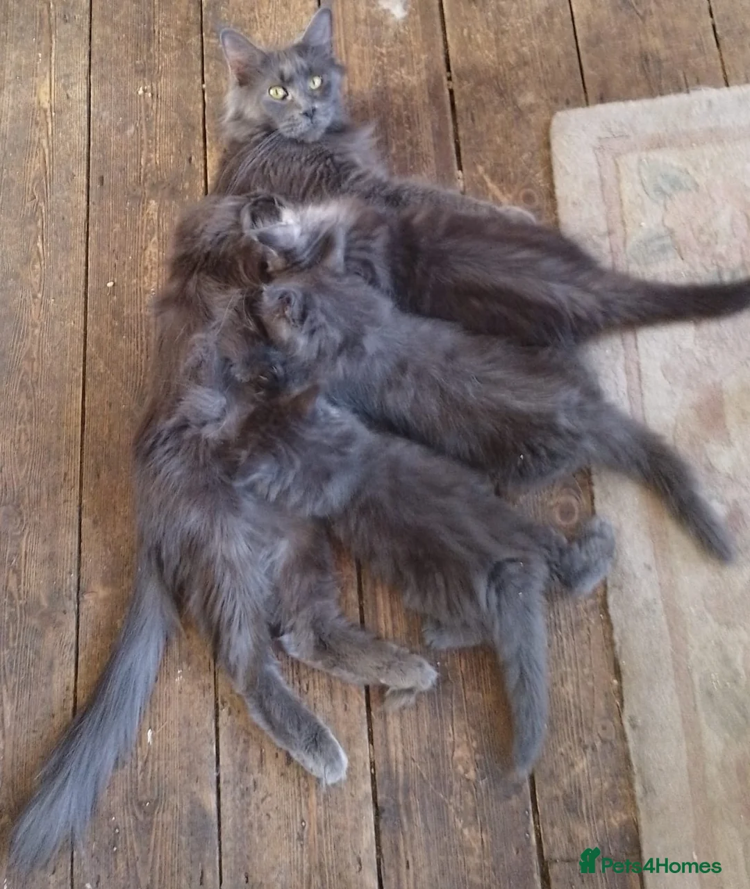 Maine Coon cats for sale: Blue Maine Coon Kittens in Dover - Advert 9