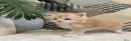 Maine Coon cats for sale: 5 x Stunning GCCF Registered Maine Coon Kittens - Advert 7