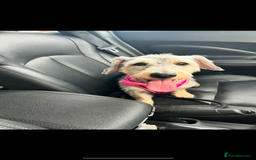 Mixed Breed dogs for sale: Nellie  - Image 2