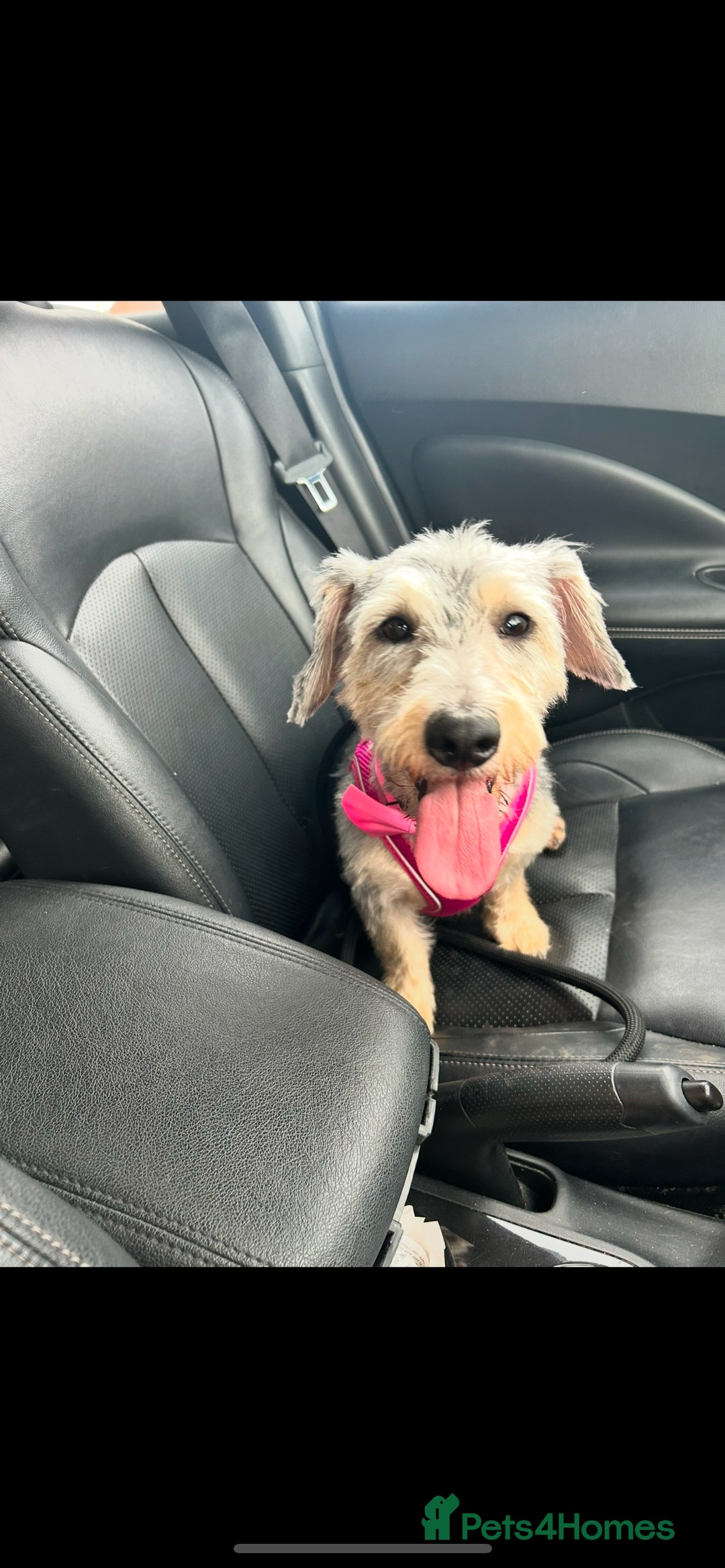 Mixed Breed dogs for sale: Nellie  - Image 2