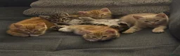 Bengal cats for sale: 5 beautiful mixed Bengal and Russian Angora. - Advert 2