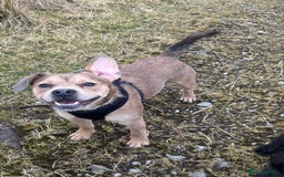 Mixed Breed dogs for sale: French bulldog X  - Image 3