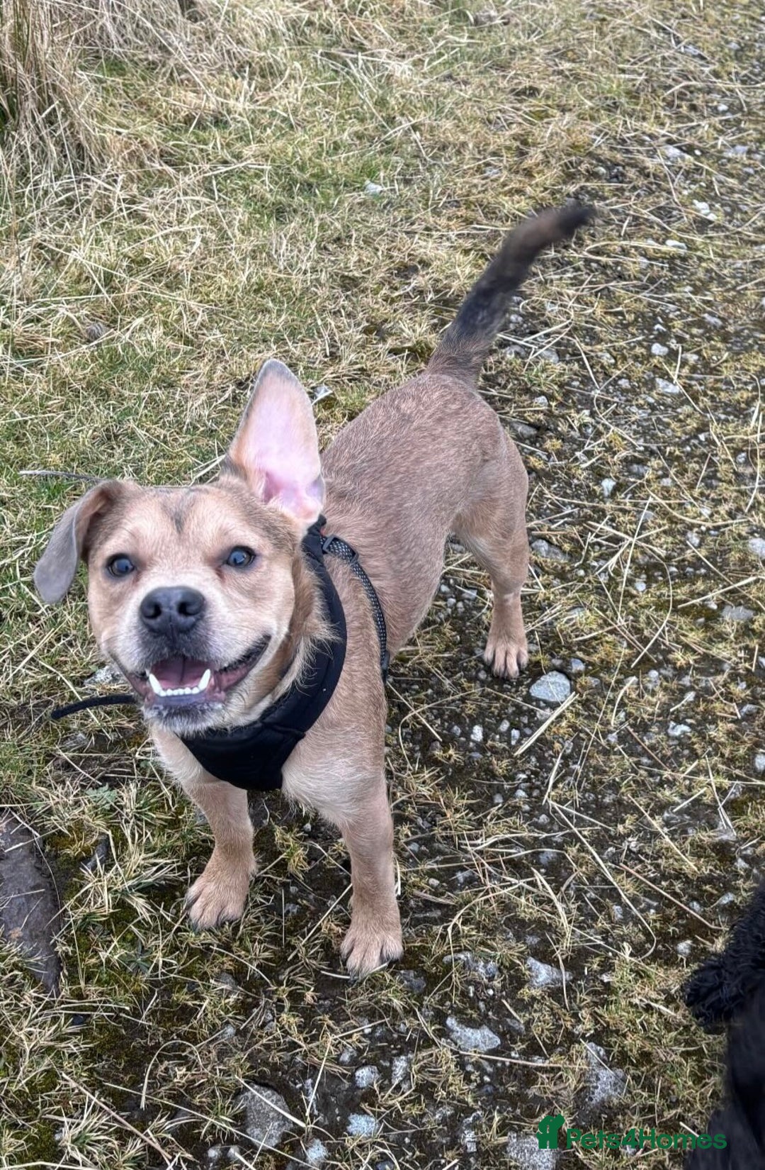 Mixed Breed dogs for sale: French bulldog X  - Image 3