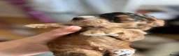 Cockapoo dogs for sale: Cockapoo Puppies by Proven Parents (last litter) - Advert 12