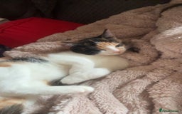 Domestic Shorthair cats for sale: Female calico kitten - Image 4