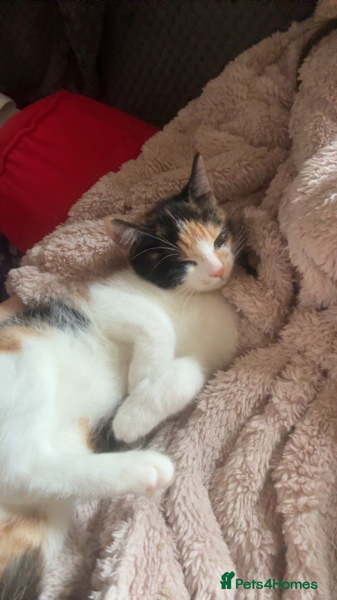 Domestic Shorthair cats for sale: Female calico kitten - Image 4