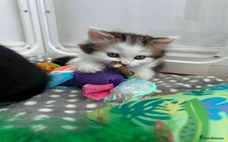 Mixed Breed cats for sale: Adorable mixed breed kittens for sale  - Image 8