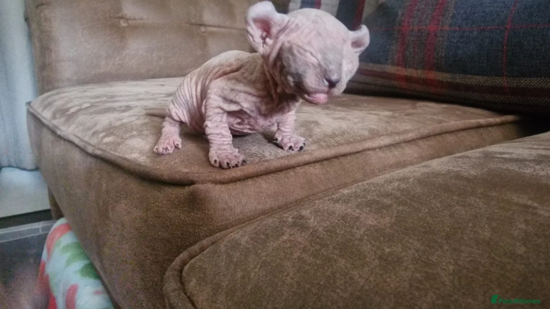 Sphynx cats for sale: Beautiful Sphynx Kittens  in Ferndale - Advert 4