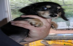 Miniature Dachshund dogs for sale: Black cream and black tan  - Image 3