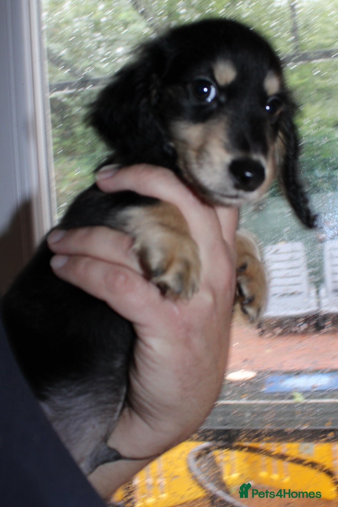 Miniature Dachshund dogs for sale: Black cream and black tan  - Image 3