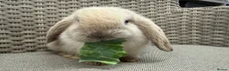 Mini Lop rabbits for sale: Friendly mini lops available  - Advert 7