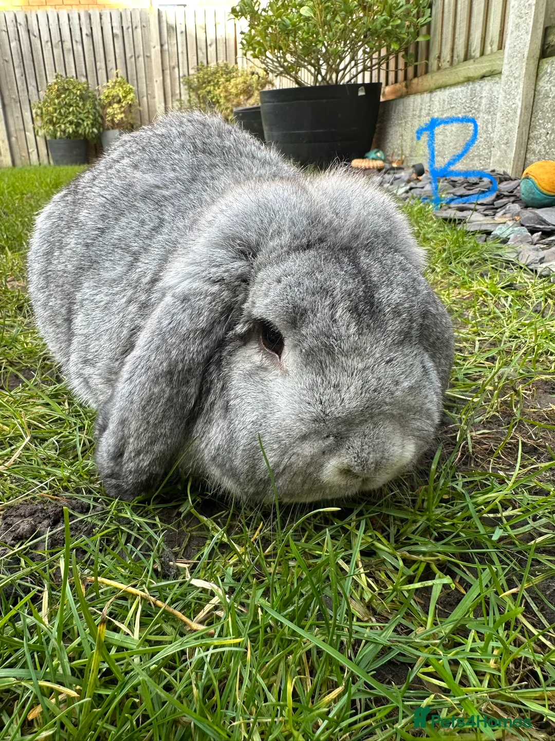 French Lop rabbits for sale: Beautiful French Lop Rabbits For Sale  - Advert 9