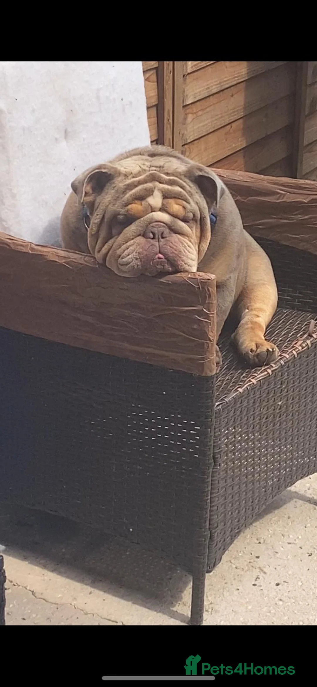 English Bulldog dogs for stud: King bear mcr - Advert 11