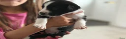 Mixed Breed dogs for sale: Springador puppies for sale.  - Advert 14