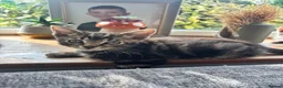 Mixed Breed cats for sale: Adorable kittens for sale  - Advert 8