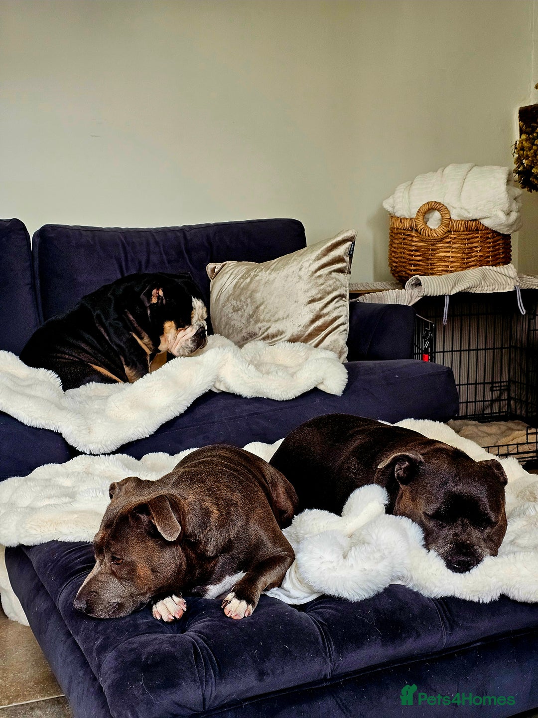 English Bulldog dogs for sale: KC Reg English Bulldogs Champion Bloodlines  - Image 7