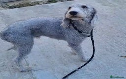Mixed Breed dogs for sale: Bedlington cross cocker spaniel puppies  - Image 11