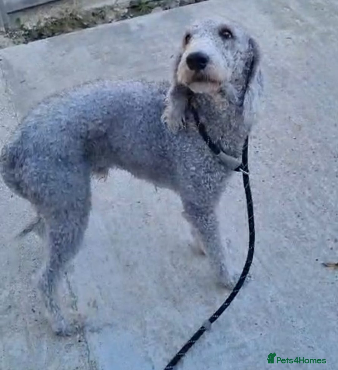 Mixed Breed dogs for sale: Bedlington cross cocker spaniel puppies  - Image 11