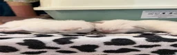 British Longhair cats for sale: BRITISH LONG HAIR NY12 GOLDEN SHADED & WHITE - Advert 5