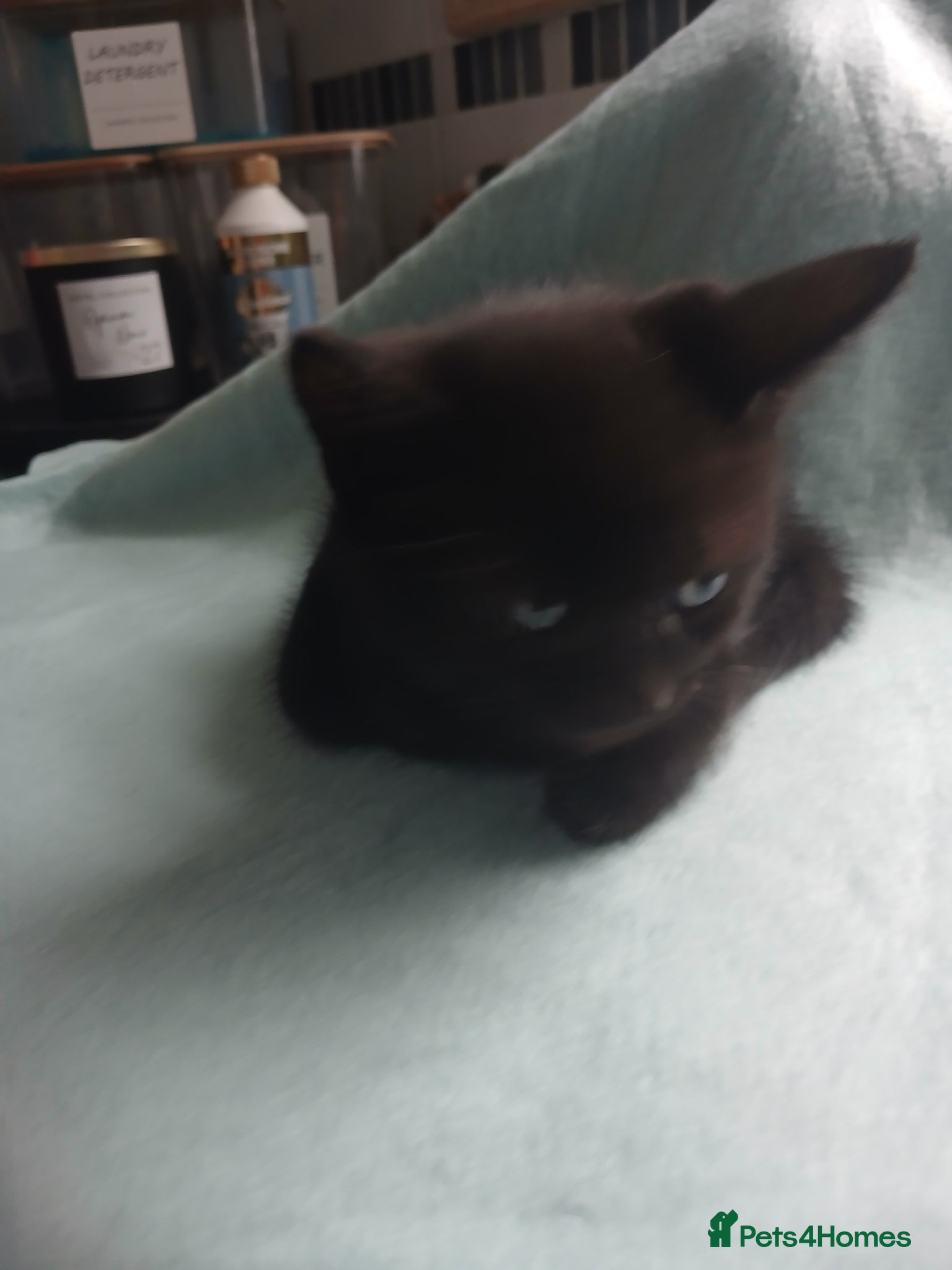 Mixed Breed Kitten 1
