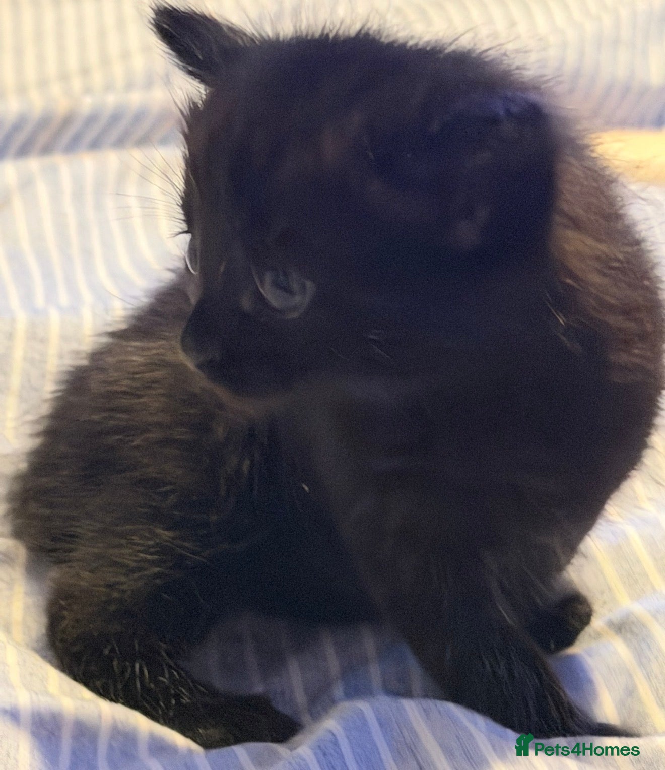 Mixed Breed cats Beautiful little girl Kitten - Advert 1