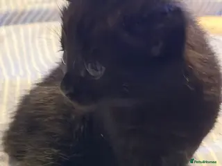 Mixed Breed cats Beautiful little girl Kitten - Advert 1