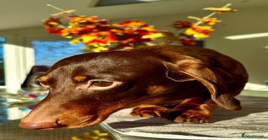 Miniature Dachshund dogs Rudi: The Silent Soul Who Survived the Unthinkable - Advert 1