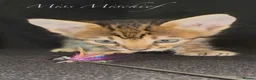 Savannah cats for sale: Exceptional Quality Tica Regist. Savannah kittns - Advert 9