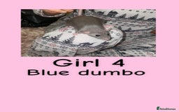 Rat rodents for sale: Beautiful baby rats looking for forever homes! - Advert 4