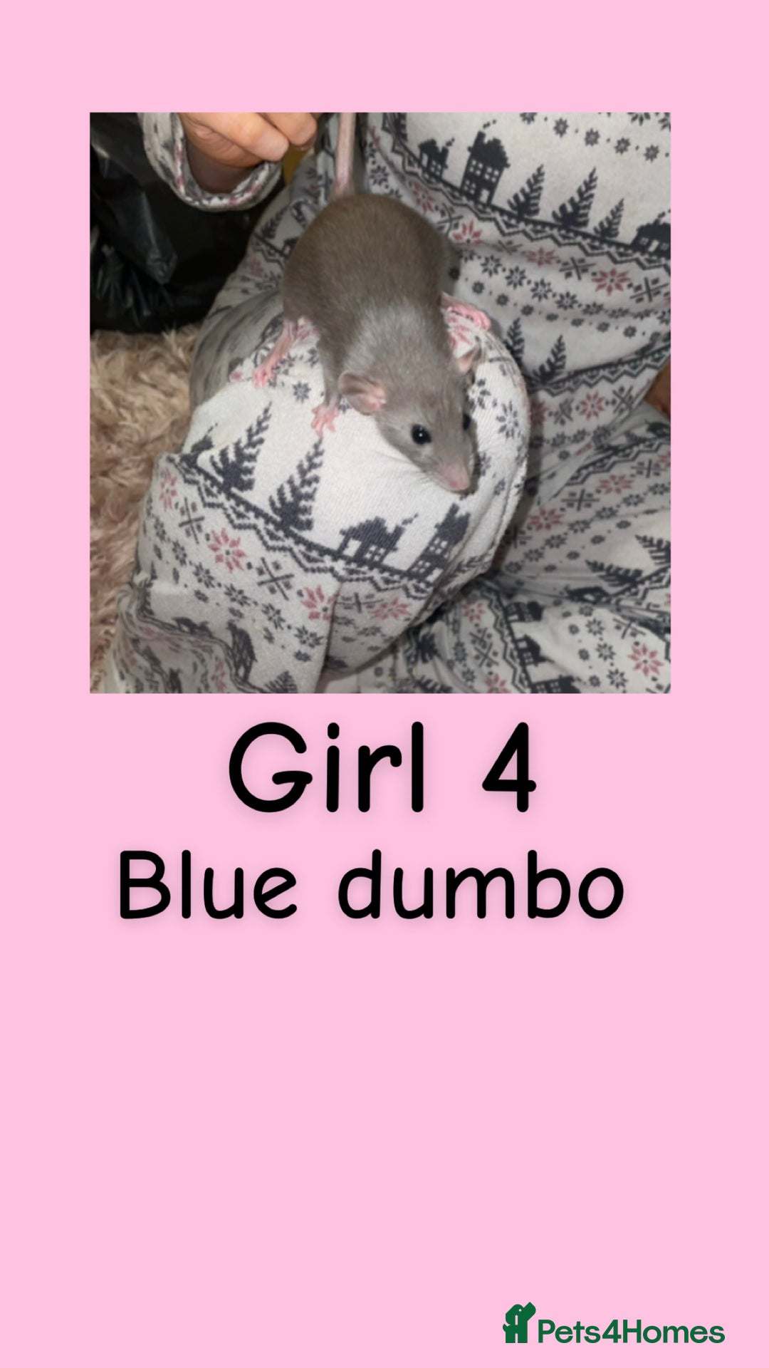 Rat rodents for sale: Beautiful baby rats looking for forever homes! - Advert 4