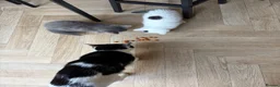 Mixed Breed cats for sale: 2x Beautiful Kittens - Advert 4