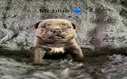 Staffordshire Bull Terrier dogs for sale: Paws Above The Rest  - Image 24