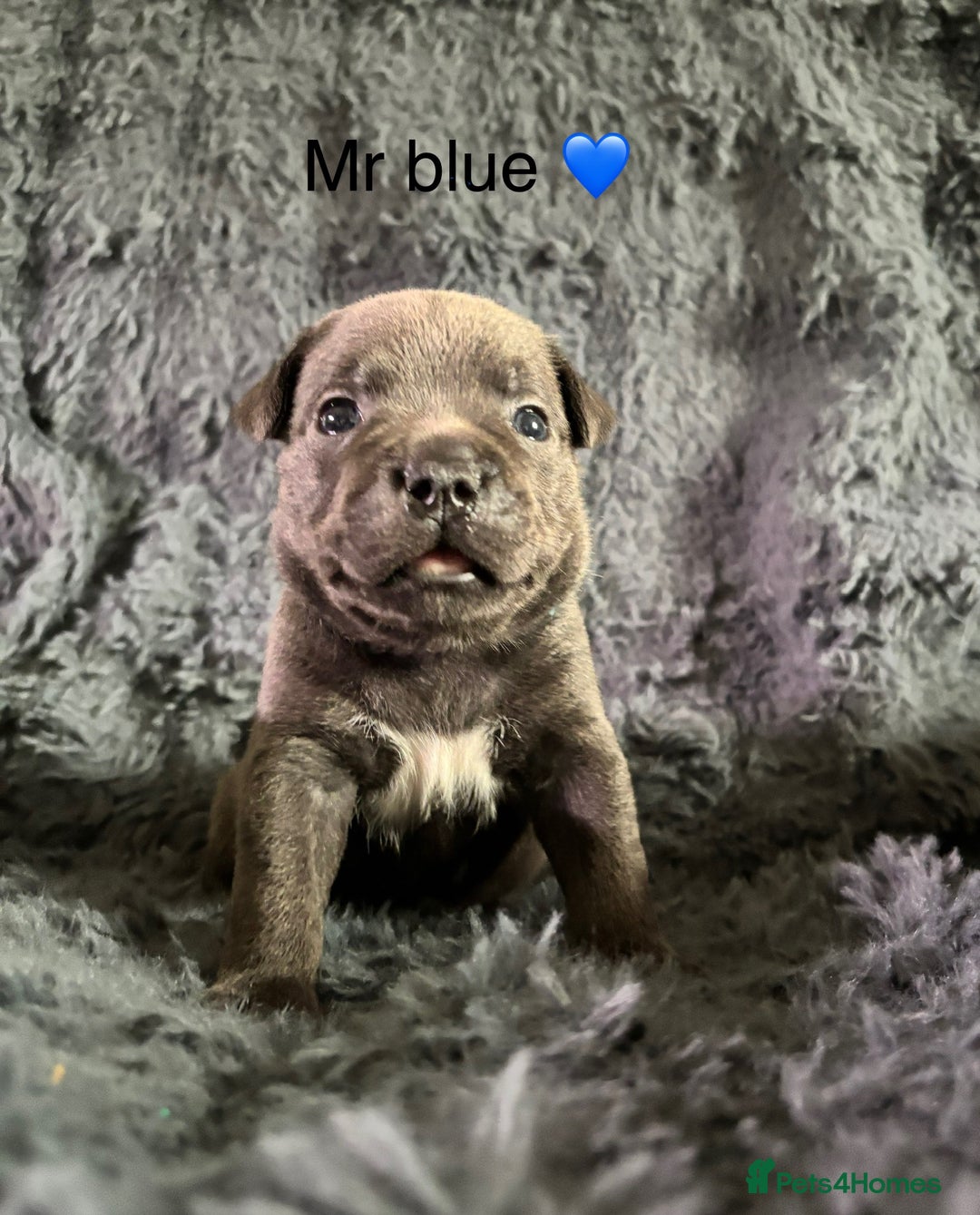 Staffordshire Bull Terrier dogs for sale: Paws Above The Rest  - Image 24