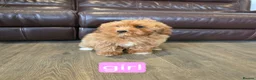 Cavapoo dogs for sale: Adorable F1B Cavapoo puppies for sale  - Advert 32