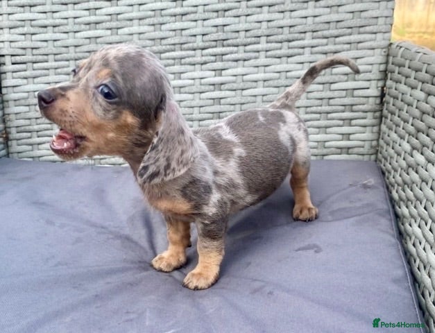 Dachshund dogs ‼️‼️Ready to leave miniature dashounds‼️‼️ - Advert 1