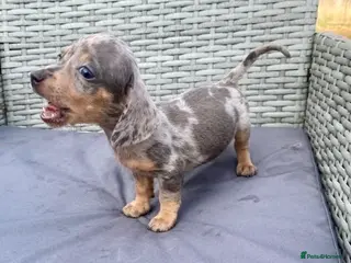 Dachshund dogs ‼️‼️Ready to leave miniature dashounds‼️‼️ - Advert 4