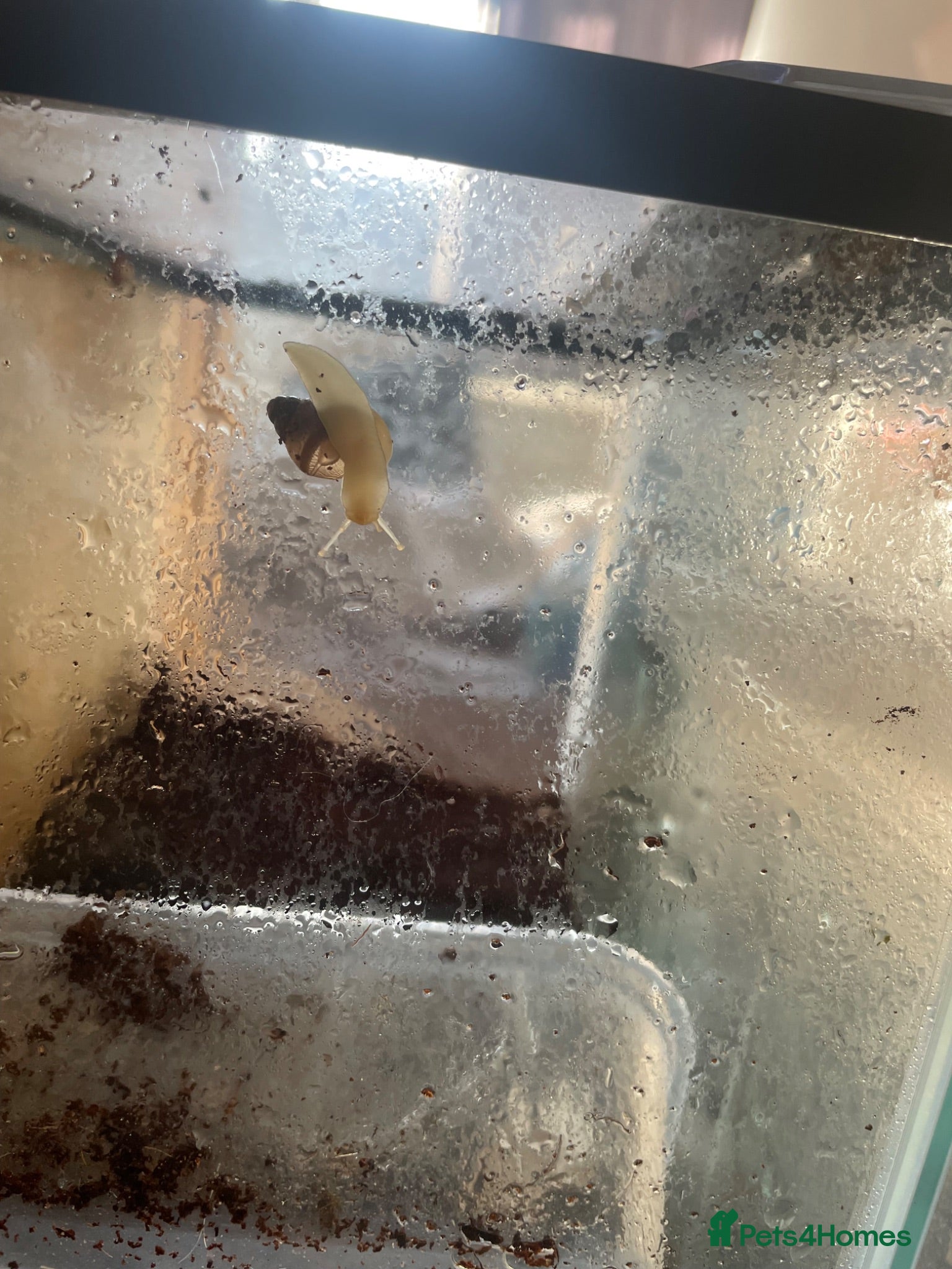 Snails invertebrates selling 18 baby giant african snails - Advert 1