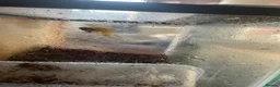 Snails invertebrates for sale: selling 18 baby giant african snails in Middlesbrough - Advert 1