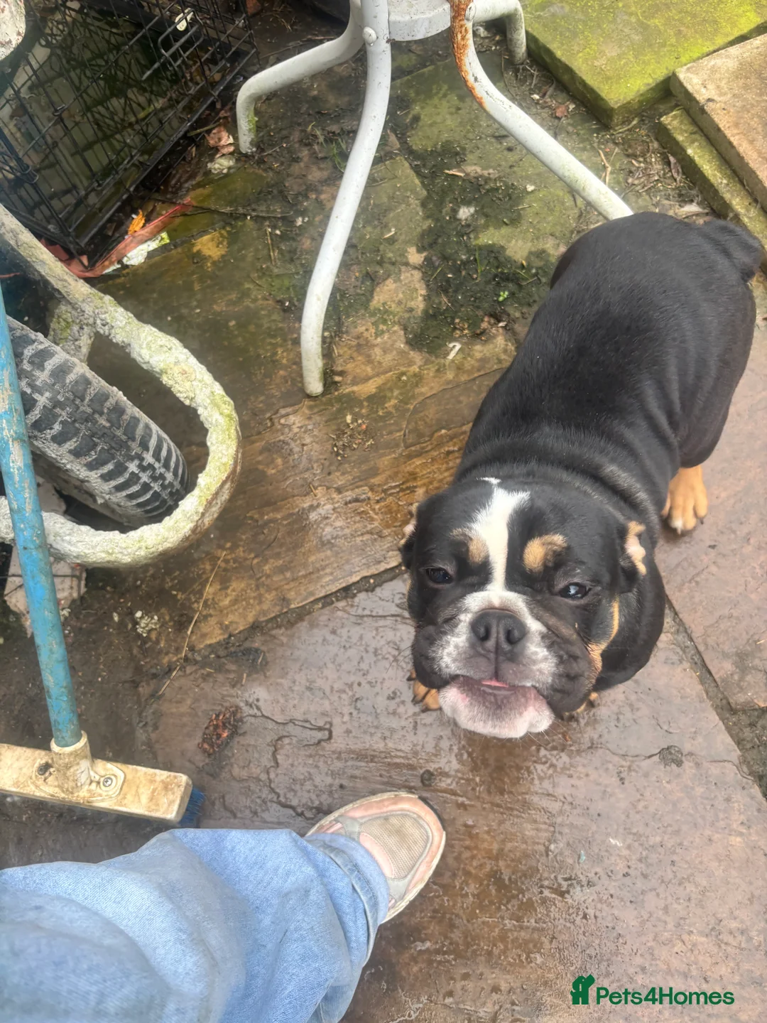 English Bulldog dogs for sale: Beautiful sweet girl available - Advert 1