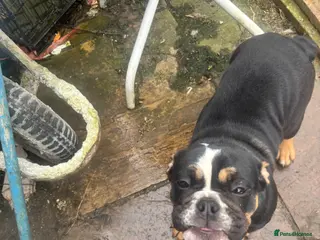 English Bulldog dogs Beautiful sweet girl available - Advert 1