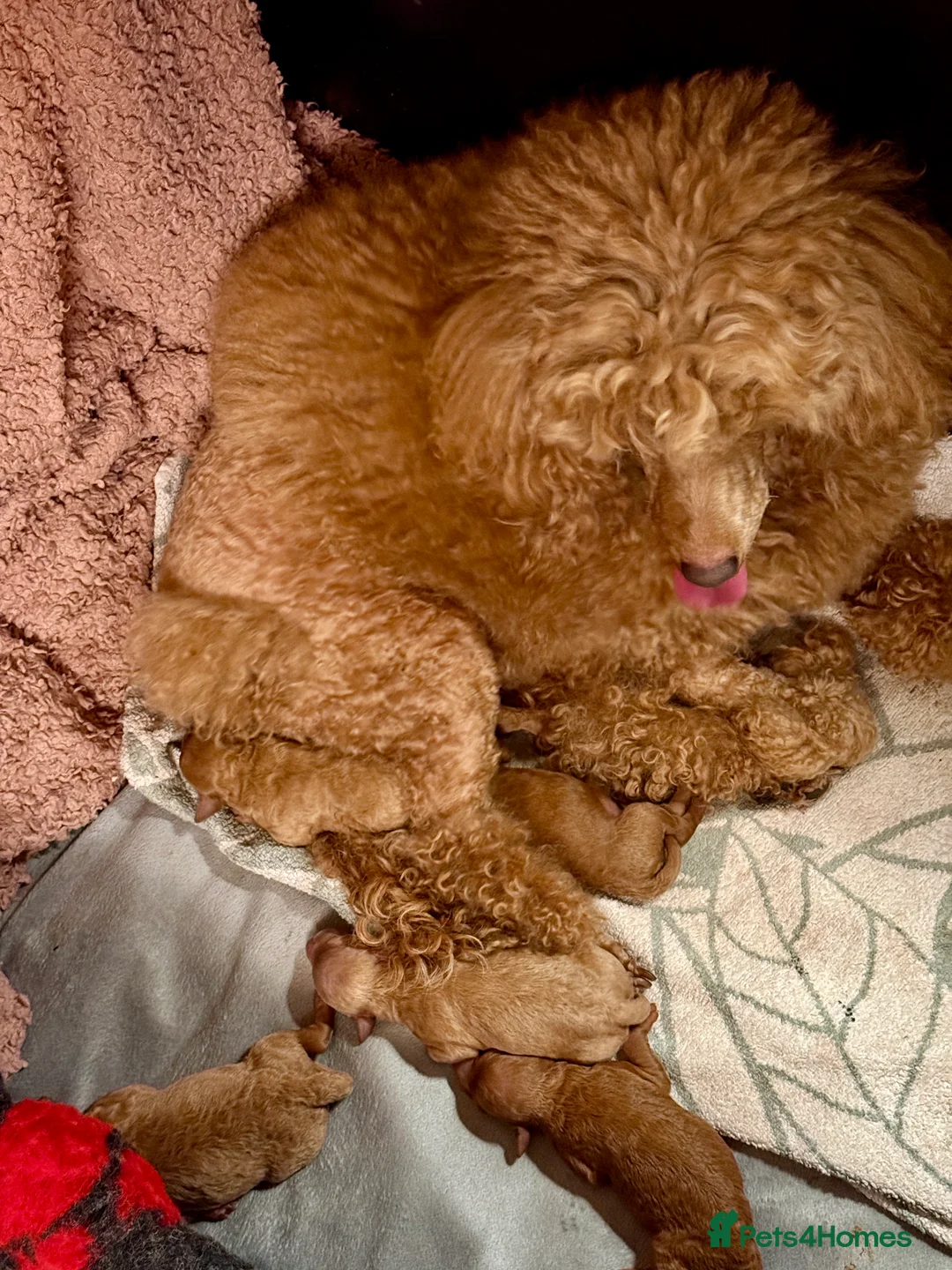 Miniature Poodle dogs for sale: Gorgeous KC Registered Miniature Poodles - Advert 2