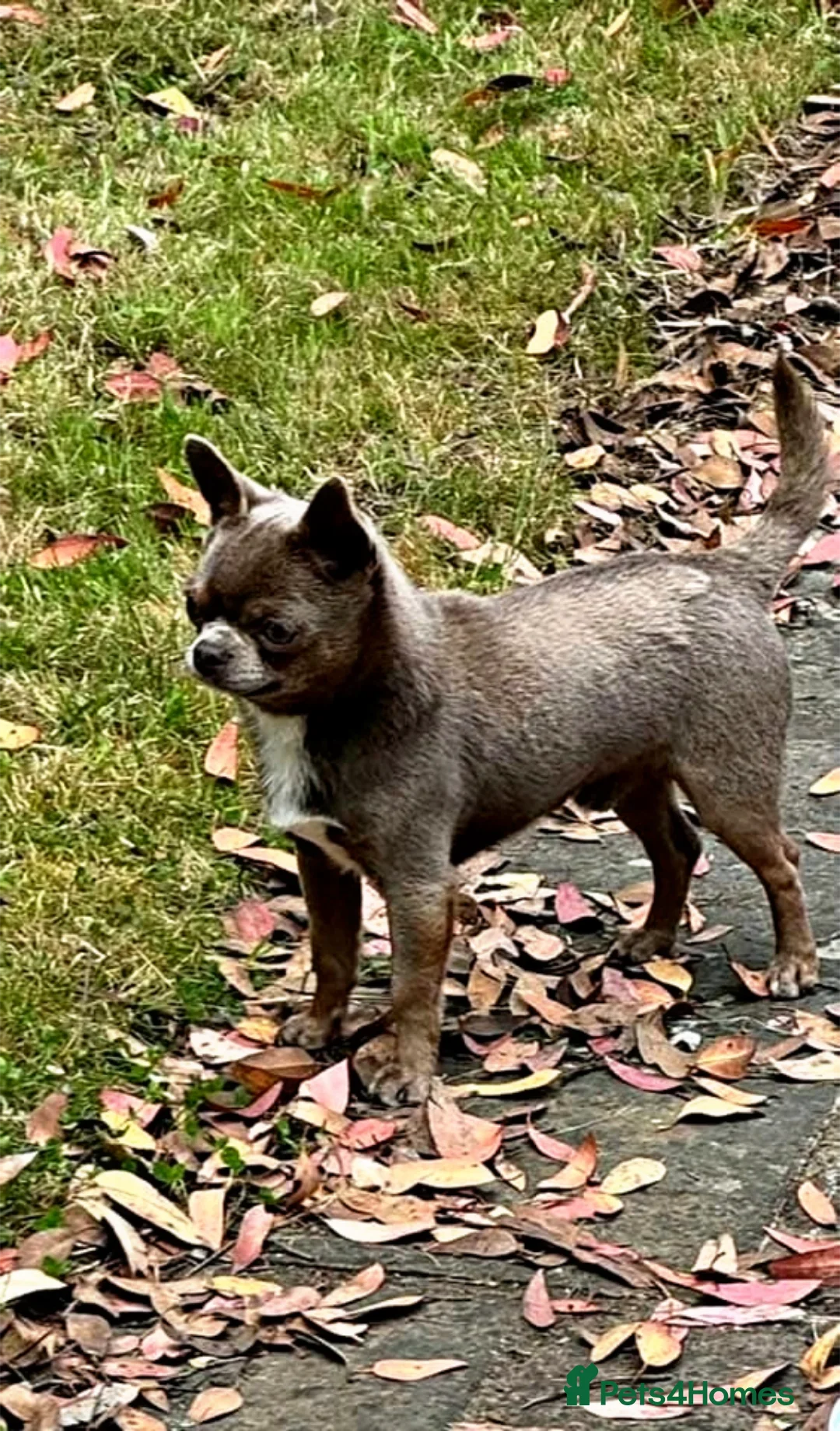 Chihuahua dogs for stud: KC reg-Health tested-PROVEN  - Advert 18