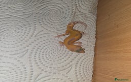 Leopard Gecko reptiles for sale: Baby leapard gecko  - Image 3