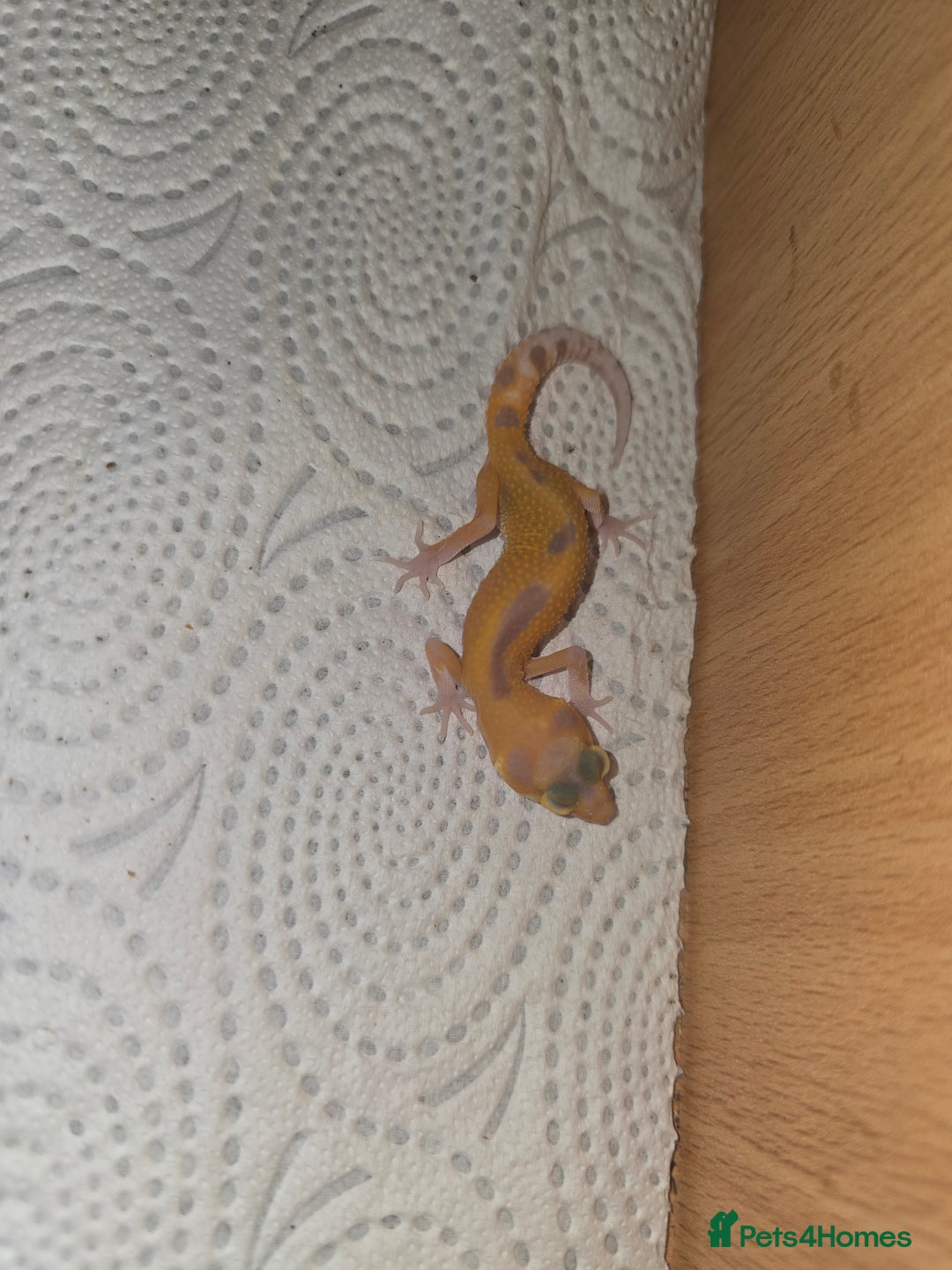 Leopard Gecko reptiles for sale: Baby leapard gecko  - Image 3