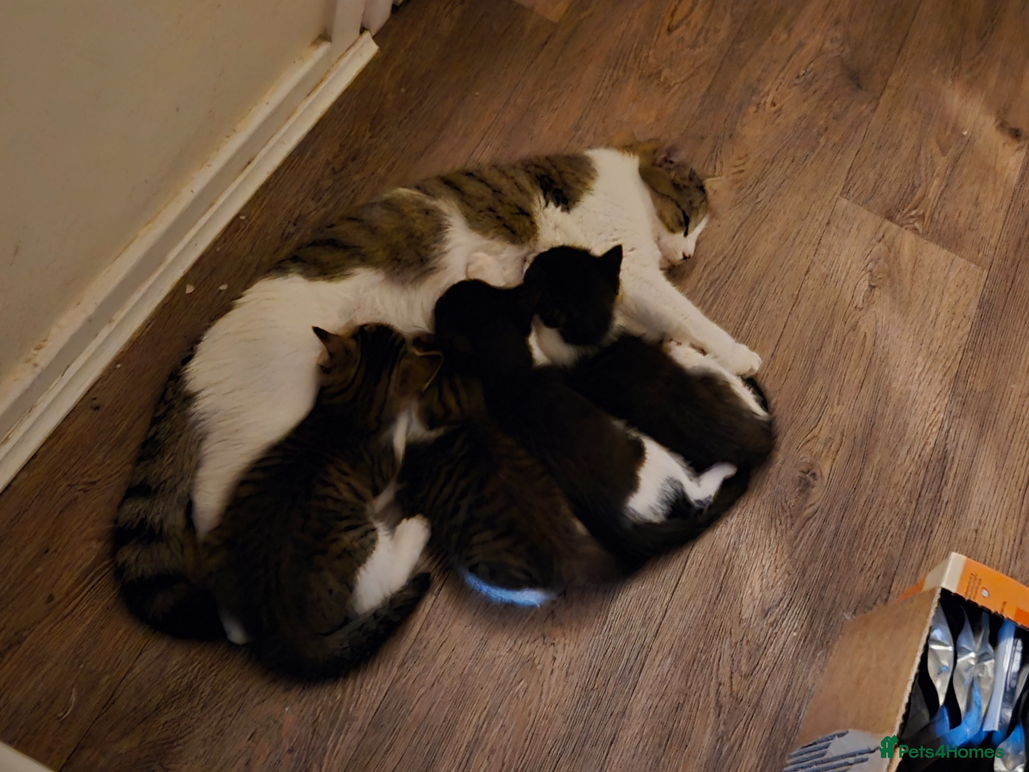 Mixed Breed cats Beautiful Kittens Ready for Loving Homes 🐾 - Advert 1