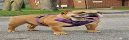English Bulldog dogs for sale: 2 fantastic red british girls. - Advert 4