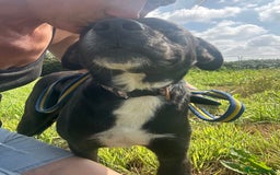 Mixed Breed dogs for adoption: Vito - Norwich Norfolk  - Image 10